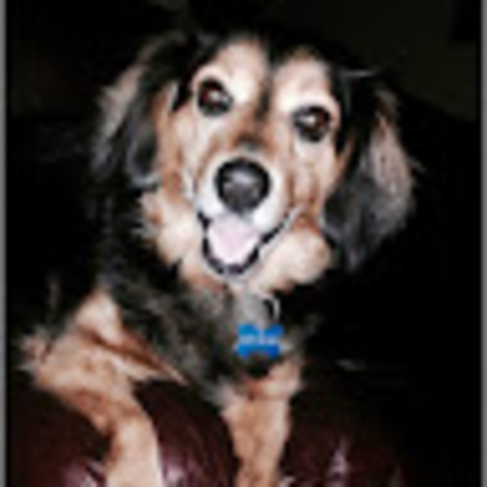 Meet your Posher, Maggie